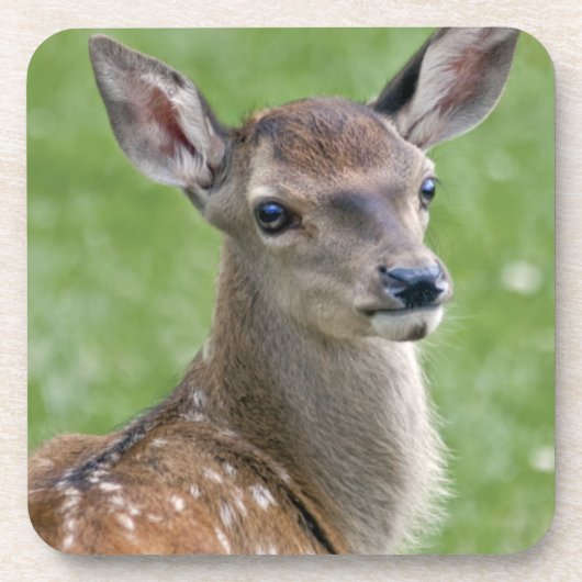Bambi-Set von 6 Untersetzer (Vorderseite)