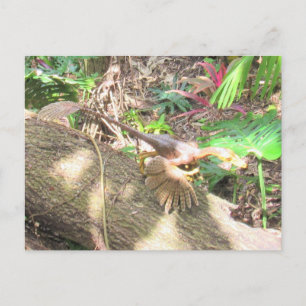 Bambiraptor - Dinosaur - Lernkarte Postkarte