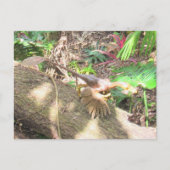 Bambiraptor - Dinosaur - Lernkarte Postkarte (Vorderseite)