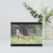 Bambis Vater? Postkarte (Stehend Vorderseite)