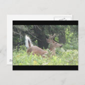 Bambis Vater? Postkarte (Vorne/Hinten)