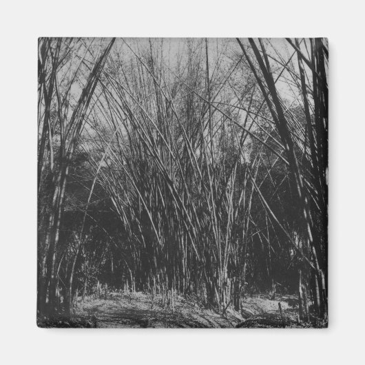 Bamboo Clump, Trinidad, c.1891 Magnet (Vorne)