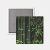 Bamboo ... Fao Rai, Nong Khai, Isaan, Thailand Magnet (Vorderseite/Rückseite)