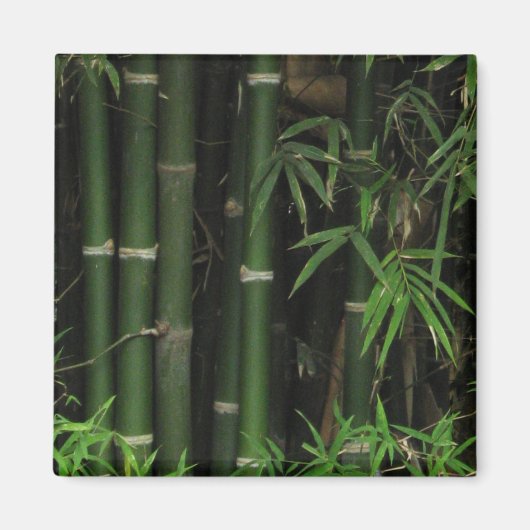 Bamboo ... Fao Rai, Nong Khai, Isaan, Thailand Magnet (Vorne)