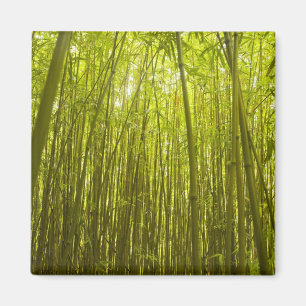 Bamboo Forest near Waikamoi Ridge Trail, Nord Magnet