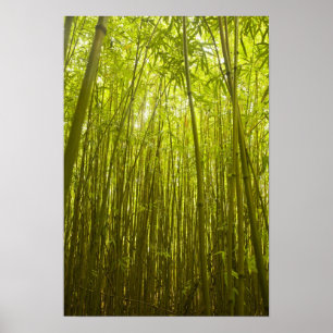Bamboo Forest near Waikamoi Ridge Trail, Nord Poster