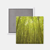 Bamboo Forest near Waikamoi Ridge Trail, North Magnet (Vorderseite/Rückseite)