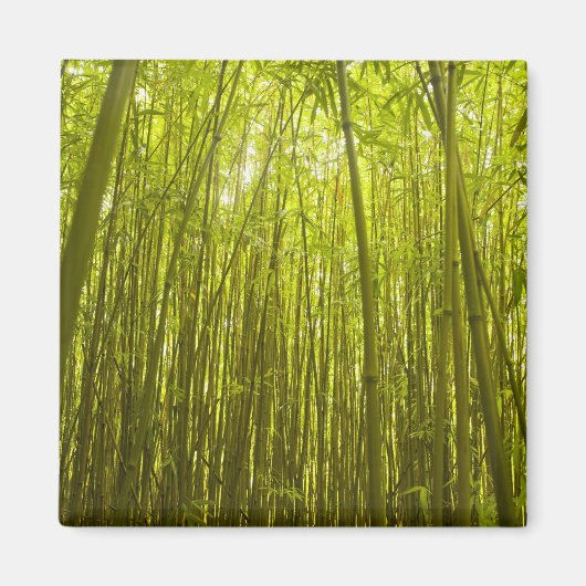Bamboo Forest near Waikamoi Ridge Trail, North Magnet (Vorne)