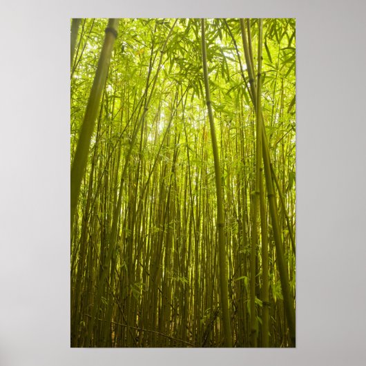 Bamboo Forest near Waikamoi Ridge Trail, North Poster (Vorne)