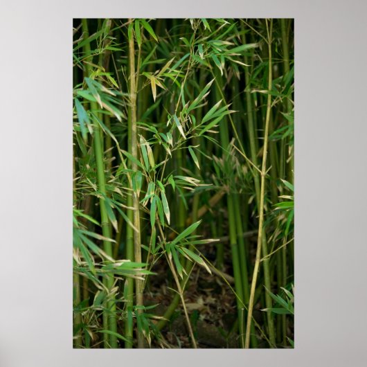 Bamboo Forest Poster (Vorne)
