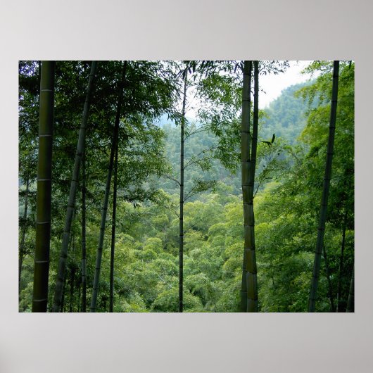 Bamboo Forest Poster (Vorne)