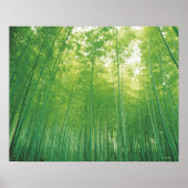 Bamboo Forest Poster (Vorne)