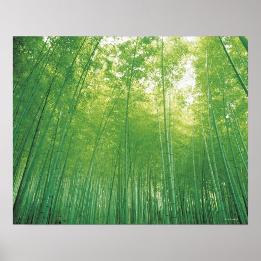 Bamboo Forest Poster (Vorne)