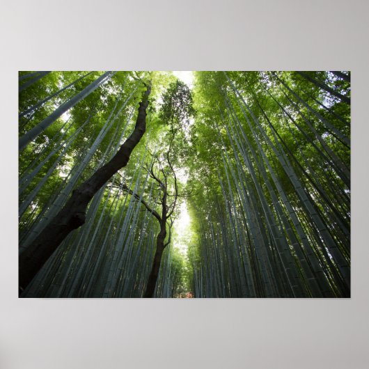 Bamboo Forest Poster (Vorne)