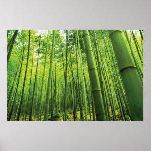 Bamboo Forest Zen Art Poster