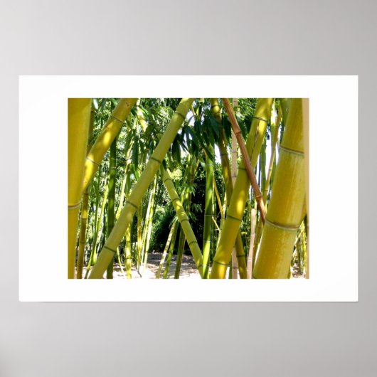Bamboo Garden Poster (Vorne)