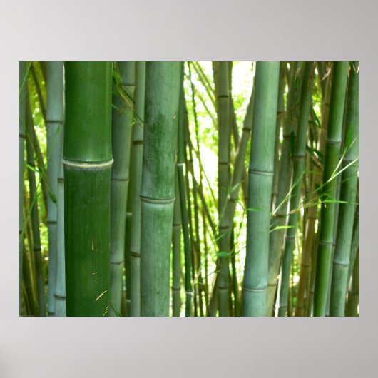 Bamboo Grove Poster (Vorne)
