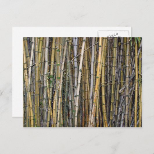 Bamboo in Hilo, Hawaii - Postkarte (Vorne/Hinten)