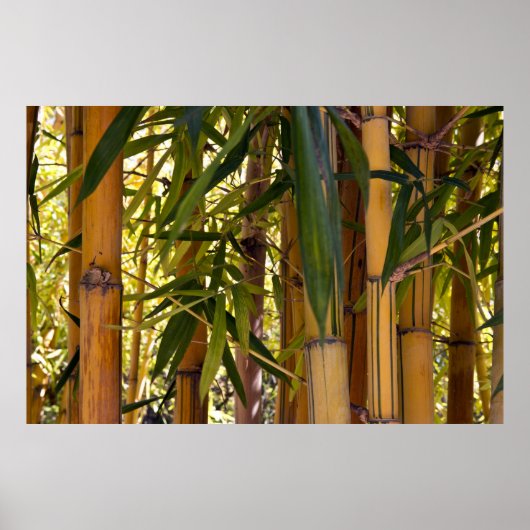 Bamboo Jungle Poster (Vorne)