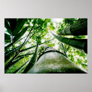 Bamboo Poster