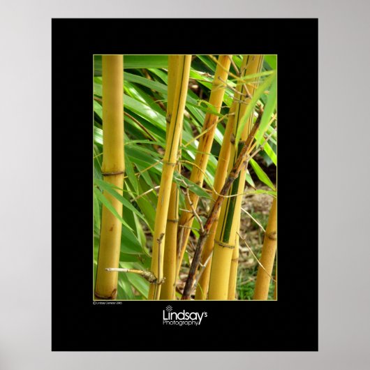 Bamboo Poster (Vorne)