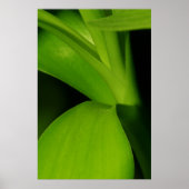Bamboo Poster (Vorne)
