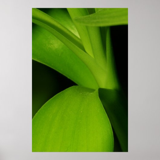 Bamboo Poster (Vorne)