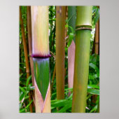 Bamboo Poster (Vorne)