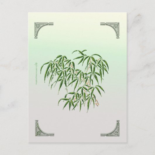 Bamboo Postkarte (Vorderseite)