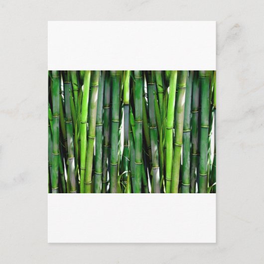 BAMBOO POSTKARTE (Vorderseite)