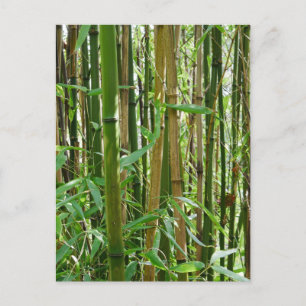 Bamboo Postkarte