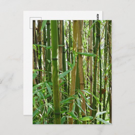 Bamboo Postkarte (Vorne/Hinten)