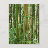 Bamboo Postkarte (Vorderseite)