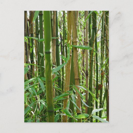Bamboo Postkarte (Vorderseite)