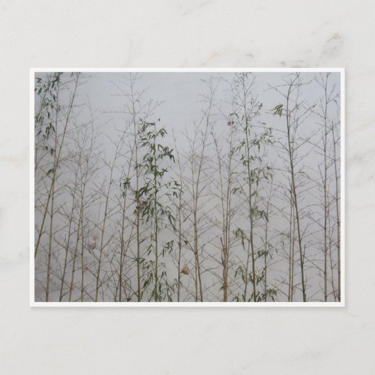 Bamboo Postkarte (Vorderseite)