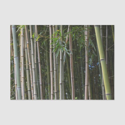 Bamboo Trees Grove Natural Fotografy Seidenpapier (Vorderseite)