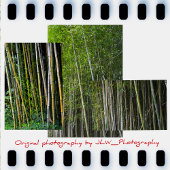 Bamboo Trees Grove Natural Fotografy Seidenpapier