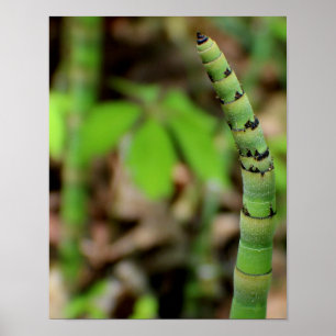 Bamboo wachsen poster