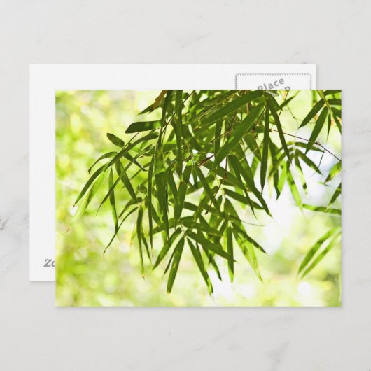 Bambus-Blätter Postkarte (Vorne/Hinten)