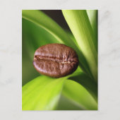 Bambus Kaffeebohne Postkarte (Vorderseite)