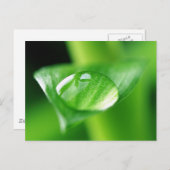 Bambus Postkarte (Vorne/Hinten)