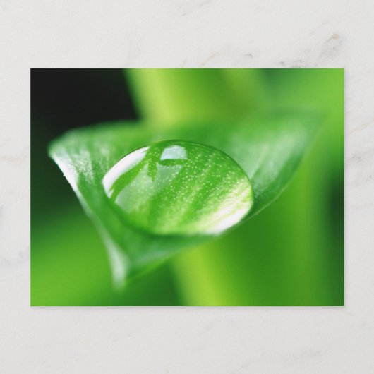 Bambus Postkarte (Vorderseite)