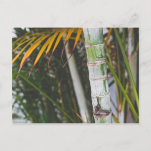 Bambus von Mexiko Postkarte