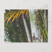 Bambus von Mexiko Postkarte (Vorderseite)