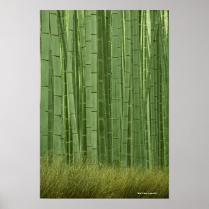 Bambusbäume Poster