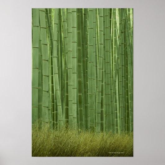 Bambusbäume Poster (Vorne)