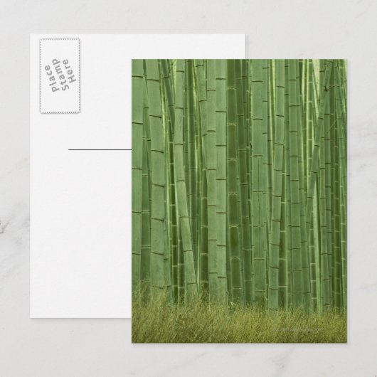 Bambusbäume Postkarte (Vorne/Hinten)
