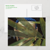 Bambusbuddha Postkarte (Vorne/Hinten)