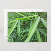 Bambusgras Postkarte (Vorne/Hinten)