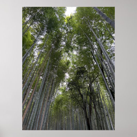 Bambuswald - Kyoto Poster (Vorne)